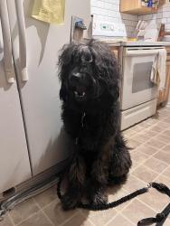 Found/Stray Male Dog last seen Greenwood and E 110th St, Kansas City, MO 64134