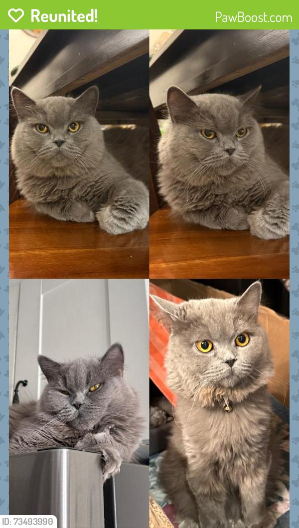Reunited Female Cat last seen Near hester street, Hamilton, ON L9A 2N7