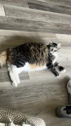 Reunited Male Cat last seen Sublett st, Arlington, TX 76001