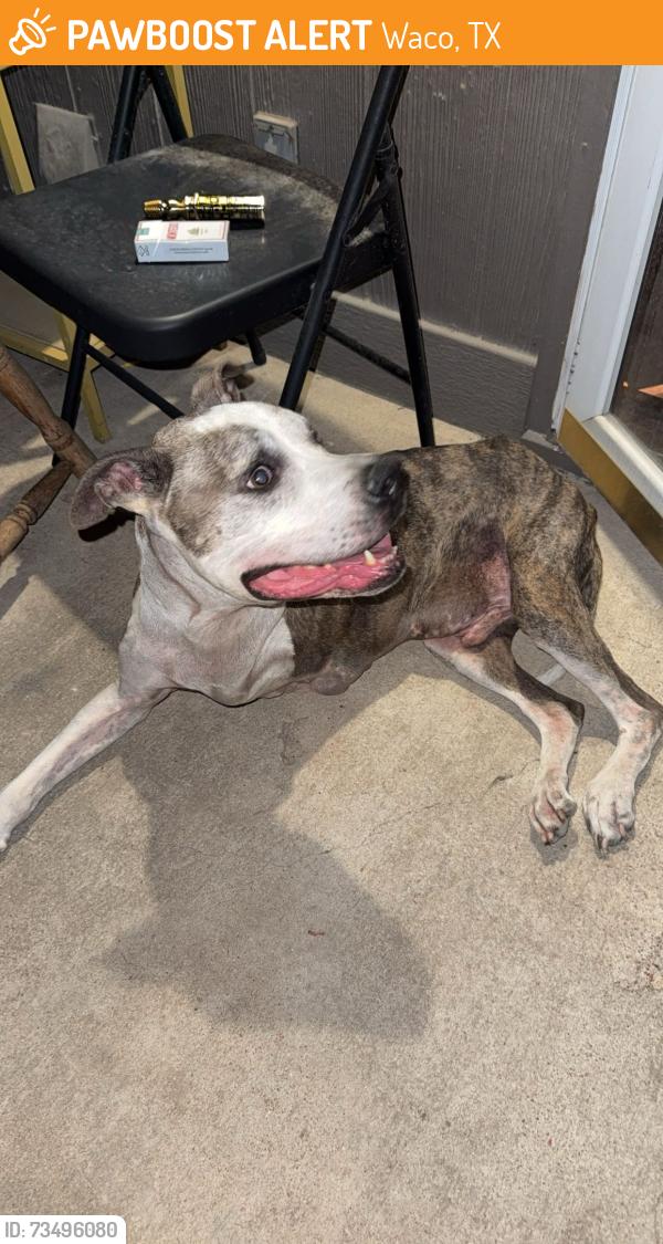 Found/Stray Male Dog last seen Chapelwood Dr Hewitt tx, Waco, TX 76712