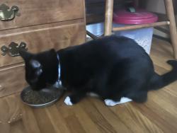 Reunited Unknown Cat last seen 47th and xerxes Ave s, Minneapolis, MN 55410