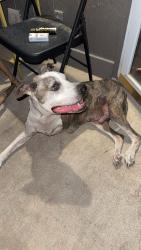 Found/Stray Male Dog last seen Chapelwood Dr Hewitt tx, Waco, TX 76712
