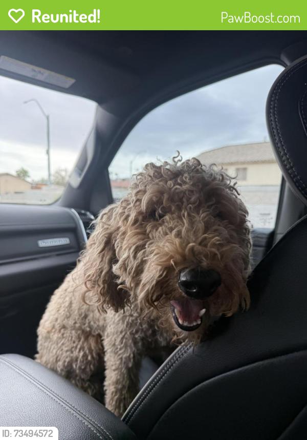 Reunited Unknown Dog last seen Bonanza and Mt. Hood, Sunrise Manor, NV 89110
