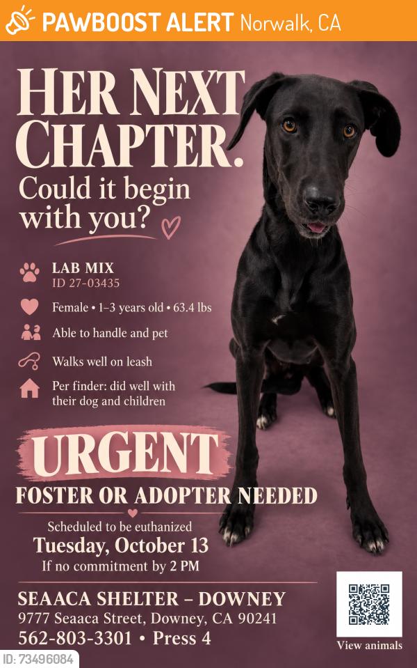 Found/Stray Female Dog last seen SEAACA Shelter Downey, Norwalk, CA 90650