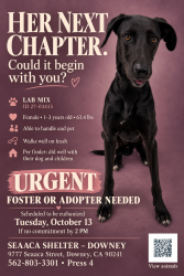 Found/Stray Female Dog last seen SEAACA Shelter Downey, Norwalk, CA 90650