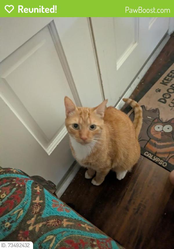 Reunited Male Cat last seen Near Colonial Dr, Stockton, CA 95209, USA, Stockton, CA 95209