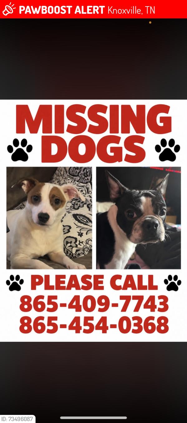 Lost Male Dog last seen Near Tipton land, Knoxville, TN 37918