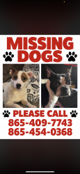 Lost Male Dog last seen Near Tipton land, Knoxville, TN 37918