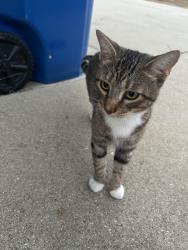 Found/Stray Male Cat last seen Pomona, Pomona, CA 91766