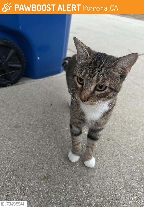Found/Stray Male Cat last seen Pomona, Pomona, CA 91766