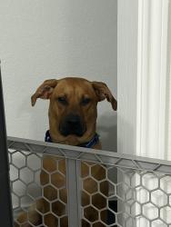 Reunited Male Dog last seen Near S University Ave Little Rock, AR 72204 United States, Little Rock, AR 72204