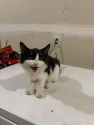 Found/Stray Unknown Cat last seen Marshall Road & 170th St / Shoreline Trail, Jordan/Prior Lake, Prior Lake, MN 55352