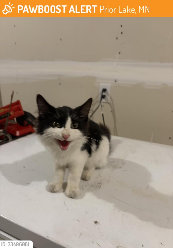 Found/Stray Unknown Cat last seen Marshall Road & 170th St / Shoreline Trail, Jordan/Prior Lake, Prior Lake, MN 55352
