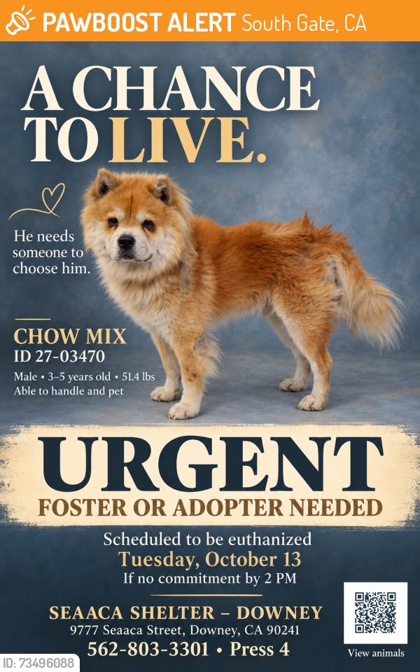 Found/Stray Male Dog last seen SEAACA Shelter Downey, South Gate, CA 90280