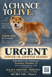 Found/Stray Male Dog last seen SEAACA Shelter Downey, South Gate, CA 90280