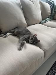 Lost Male Cat last seen Melrose Park, Boynton Beach, FL 33472