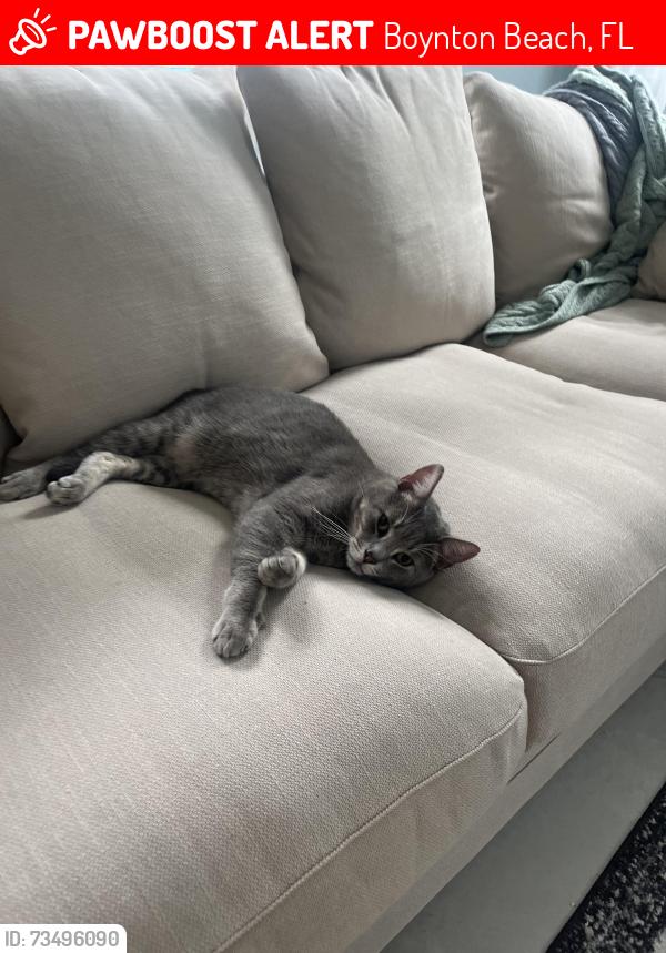 Lost Male Cat last seen Melrose Park, Boynton Beach, FL 33472