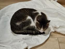 Reunited Male Cat last seen Harness and air tag were found near John Palmer Elementary Kenneth and Carmen., Chicago, IL 60630