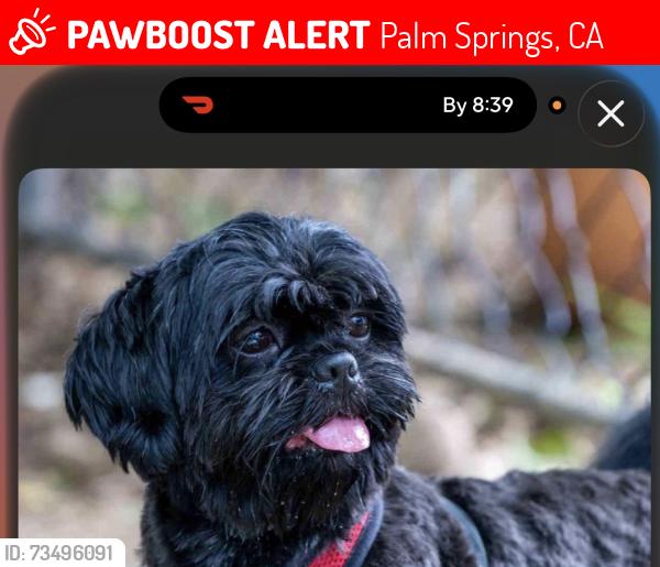 Lost Male Dog last seen He was stolen from me on Junipero in Palm Springs Ave., Palm Springs, CA 92262