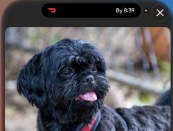 Lost Male Dog last seen He was stolen from me on Junipero in Palm Springs Ave., Palm Springs, CA 92262