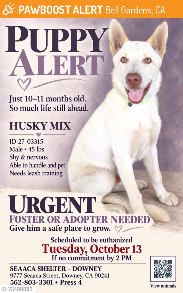 Found/Stray Male Dog last seen SEAACA Shelter Downey, Bell Gardens, CA 90201