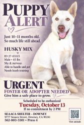 Found/Stray Male Dog last seen SEAACA Shelter Downey, Bell Gardens, CA 90201