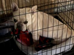 Reunited Male Dog last seen Hwy 18 and kiowa, Apple Valley, CA 92307