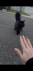 Found/Stray Female Cat last seen Pomona, Pomona, CA 91766