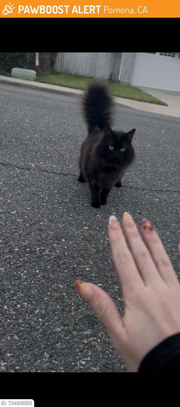 Found/Stray Female Cat last seen Pomona, Pomona, CA 91766
