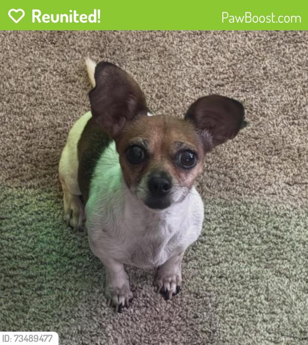 Reunited Female Dog last seen Carolina and Beaufort, Fort Worth, TX 76123