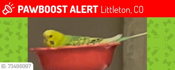Lost Female Bird last seen The hearth in highlands ranch, Littleton, CO 80130