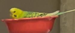 Lost Female Bird last seen The hearth in highlands ranch, Littleton, CO 80130