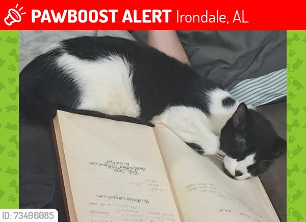 Lost Female Cat last seen Life of faith church, Irondale, AL 35210