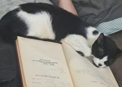 Lost Female Cat last seen Life of faith church, Irondale, AL 35210