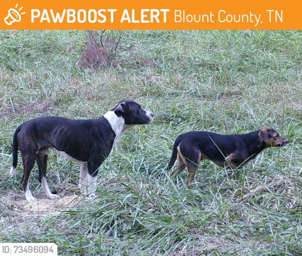 Found/Stray Male Dog last seen White mills, Blount County, TN 37886