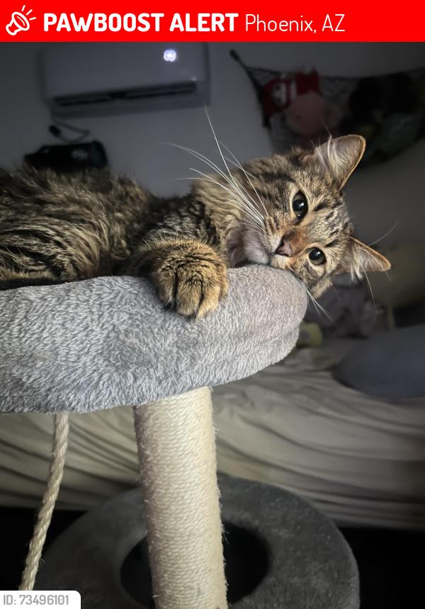 Lost Female Cat last seen 35th and glendale, Phoenix, AZ 85051
