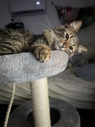 Lost Female Cat last seen 35th and glendale, Phoenix, AZ 85051