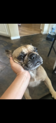 Lost Female Dog last seen Hyde elementary school, League City, TX 77573