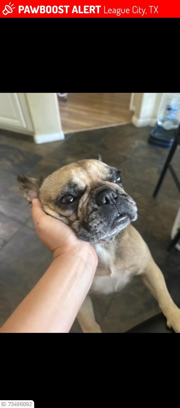 Lost Female Dog last seen Hyde elementary school, League City, TX 77573