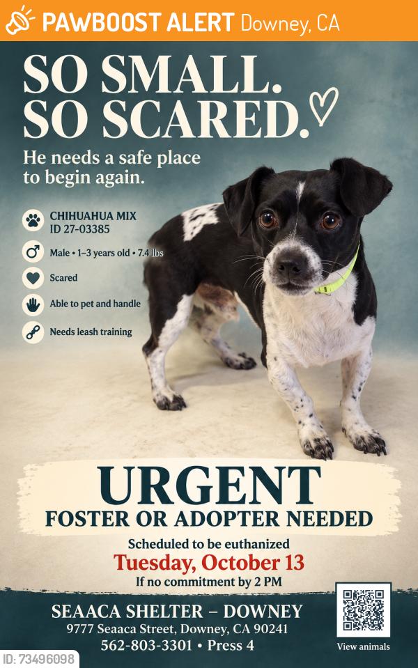 Found/Stray Male Dog last seen SEAACA Shelter Downey, Downey, CA 90241