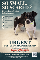 Found/Stray Male Dog last seen SEAACA Shelter Downey, Downey, CA 90241