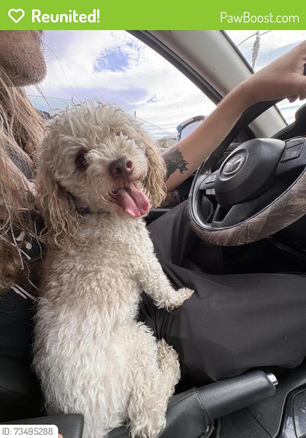 Reunited Male Dog last seen Jones and 95, Las Vegas, NV 89107