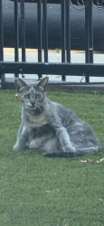 Found/Stray Unknown Cat last seen Near 23rd St Cafe, Los Angeles, CA 90007