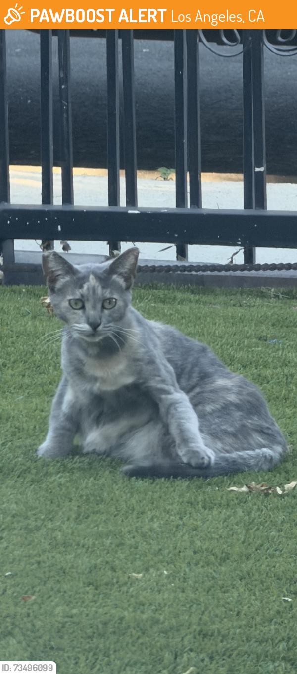 Found/Stray Unknown Cat last seen Near 23rd St Cafe, Los Angeles, CA 90007