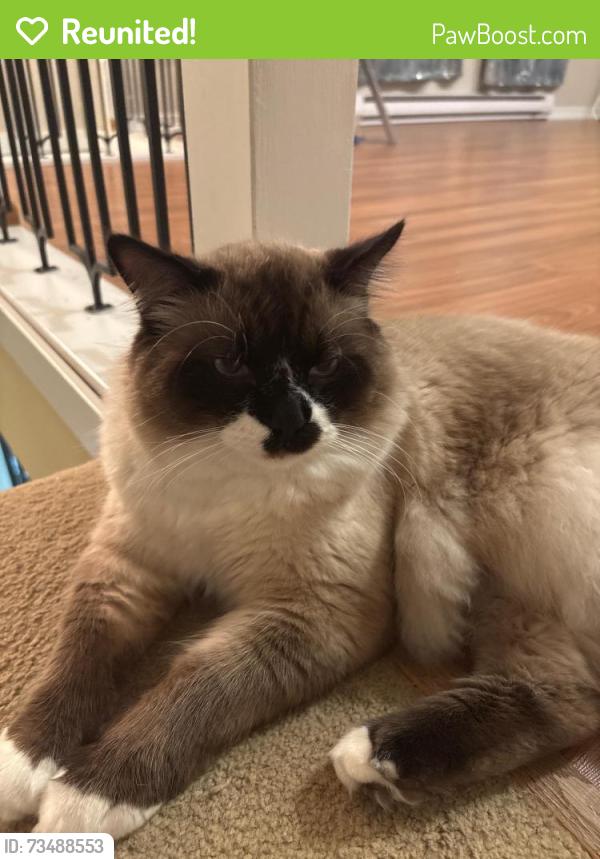 Reunited Male Cat last seen 96th and 116th street, Surrey, BC V3V 1Z6