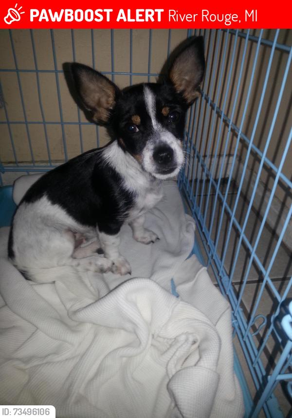 Lost Male Dog last seen Goodell St River Rouge 48218, River Rouge, MI 48218