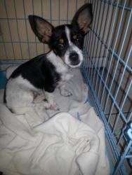 Lost Male Dog last seen Goodell St River Rouge 48218, River Rouge, MI 48218