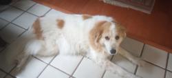 Reunited Female Dog last seen Woodbine Ave, Penn Valley, PA 19072