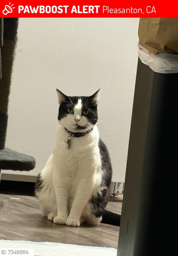 Lost Female Cat last seen Vine st., Pleasanton, CA 94566