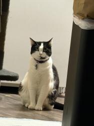 Lost Female Cat last seen Vine st., Pleasanton, CA 94566